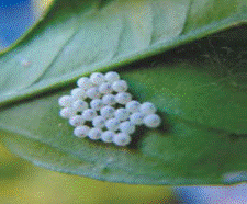 image011.gif